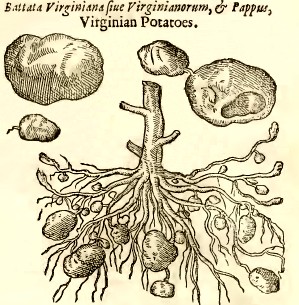 Virginian Potato